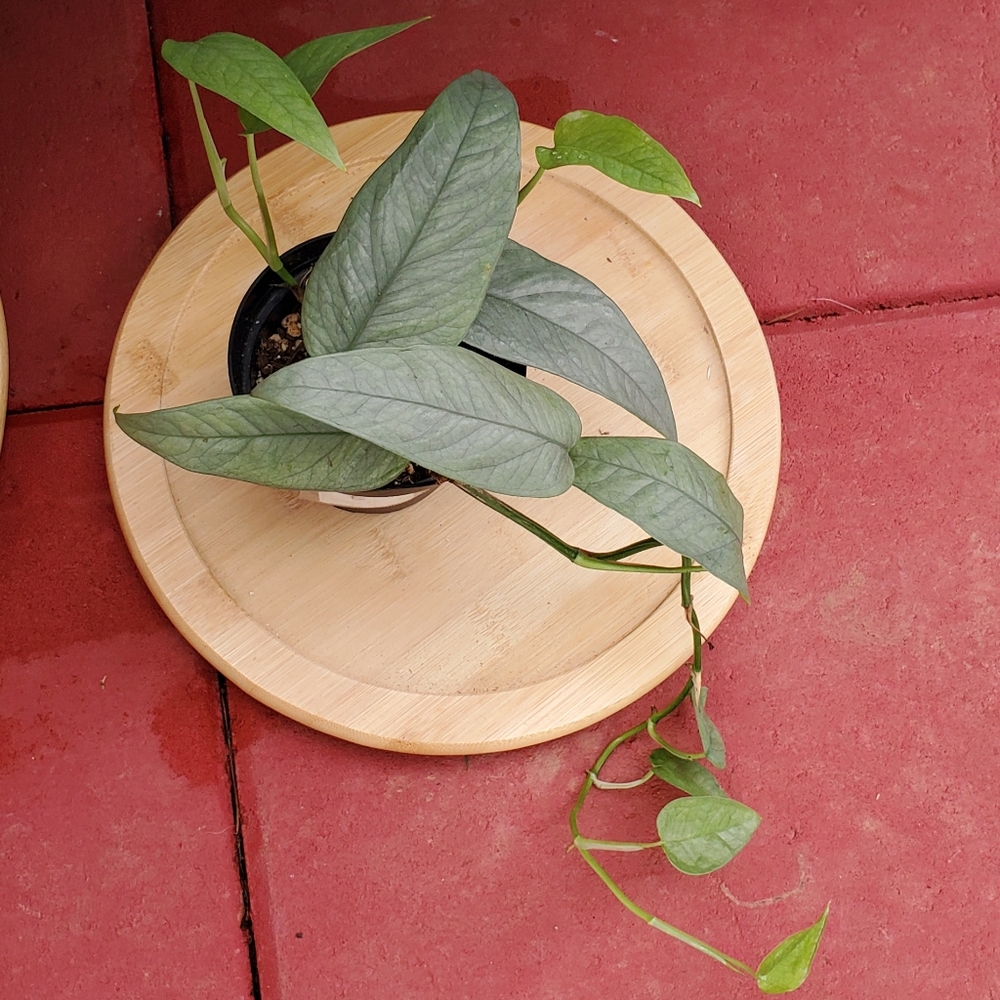 Cebu Blue Pothos 3" pot - Picture 3 of 4